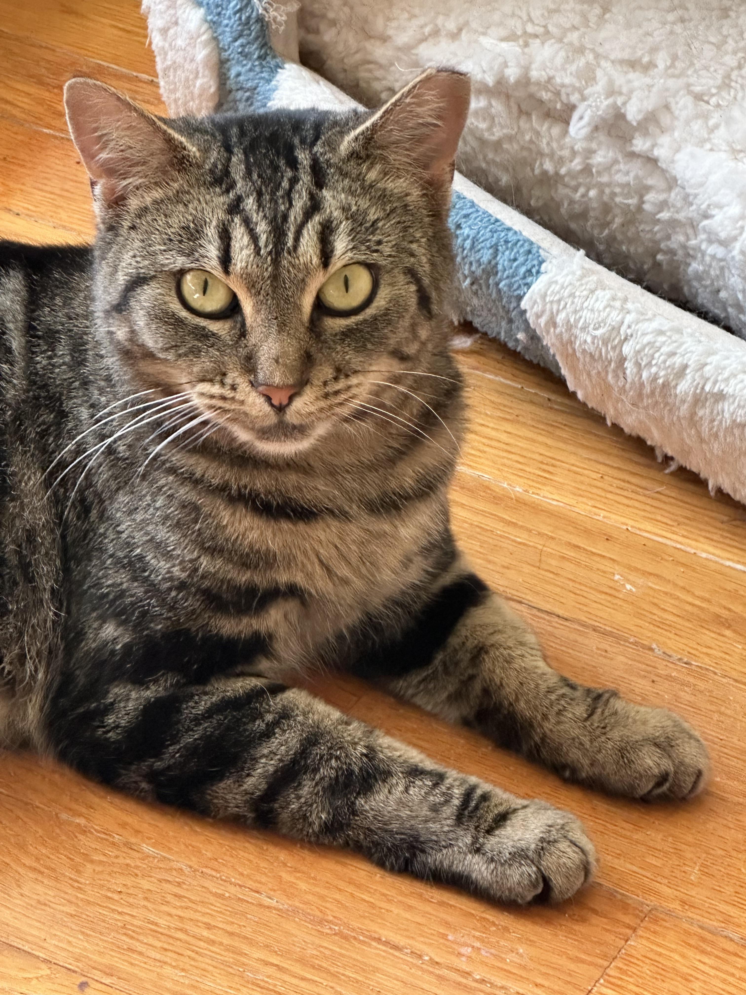 Mojo, Adoptable, Young Male Domestic Short Hair.