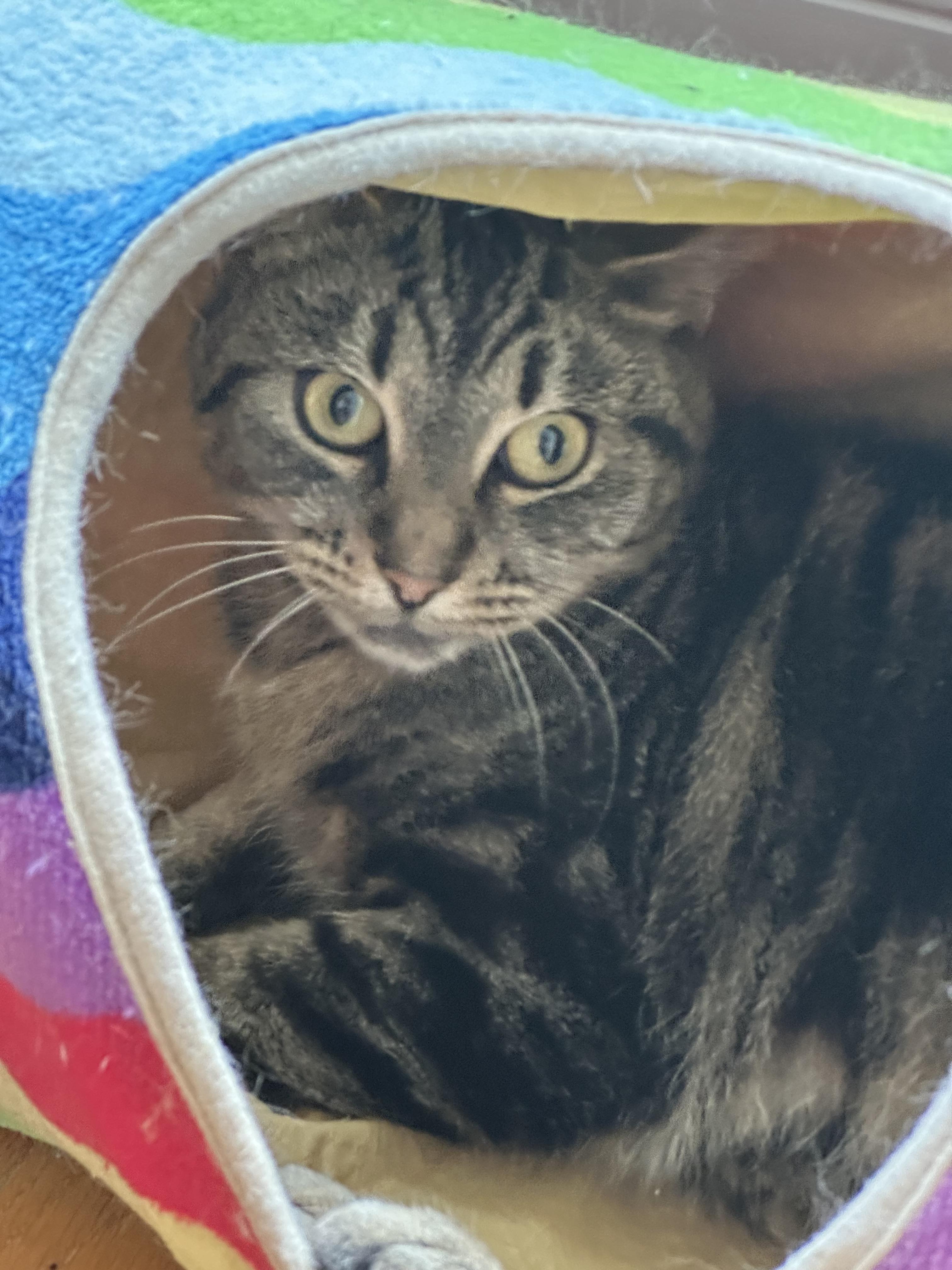 Enlarge Mojo, a Adoptable mixed breed in Davidson, NC image 2/6