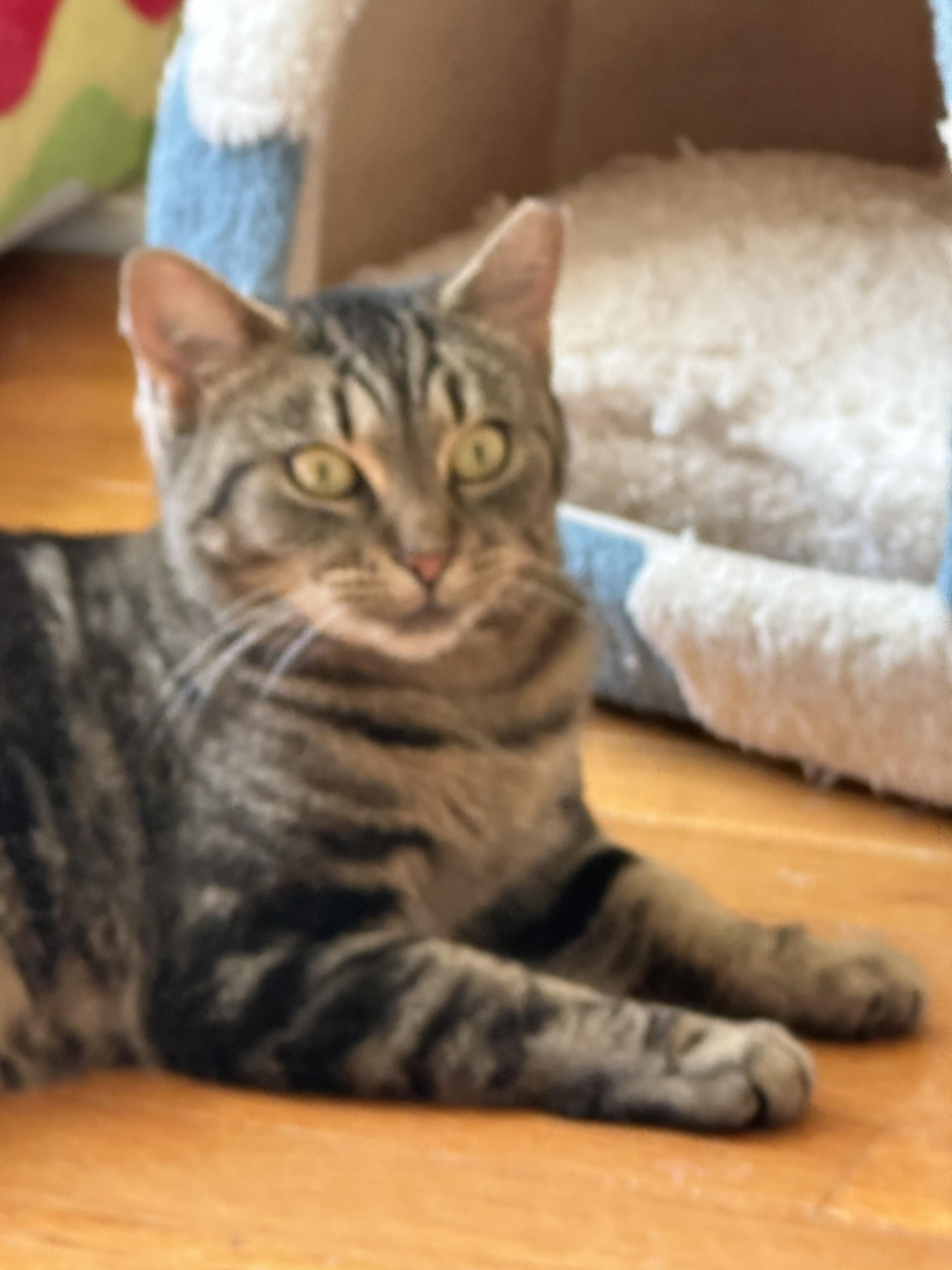 Enlarge Mojo, a Adoptable mixed breed in Davidson, NC image 4/6