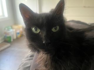 NYMPHADORA, Adoptable, Senior Female Domestic Long Hair.