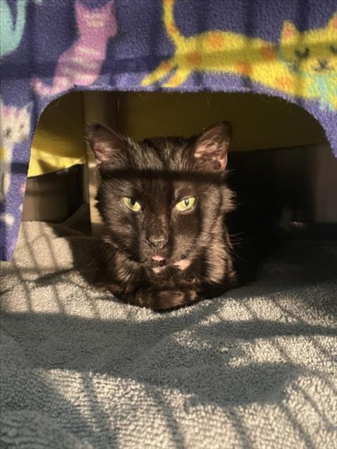 Enlarge NYMPHADORA, a Adoptable Domestic Long Hair in Derwood, MD image 1/1