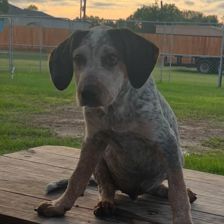 Dewey, a Adoptable mixed breed in Kennewick, WA image 5/6