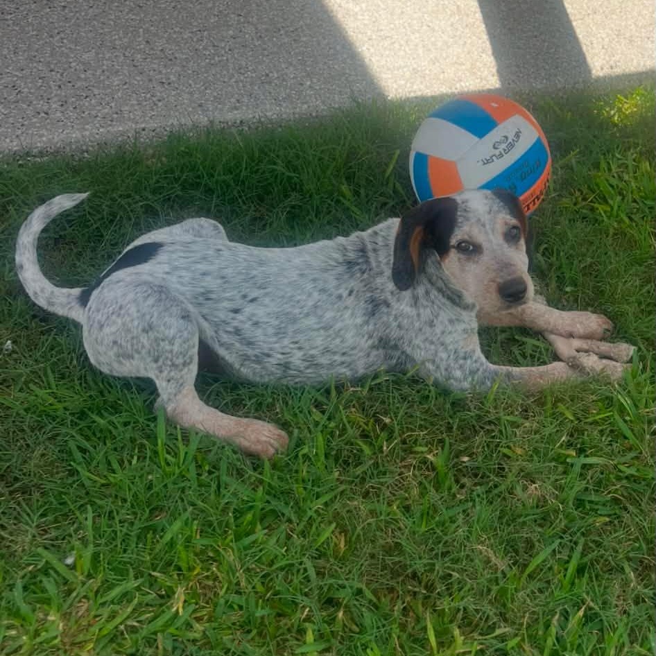 Dewey, a Adoptable mixed breed in Kennewick, WA image 4/6