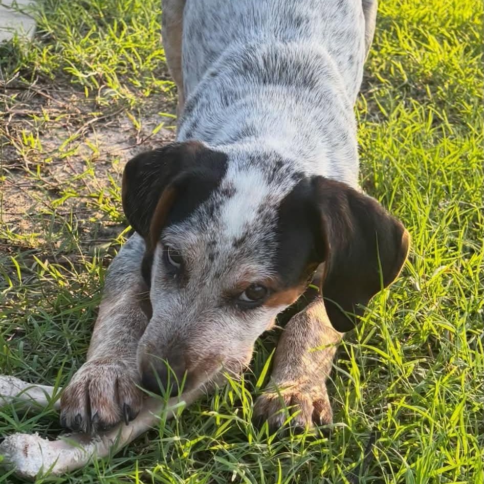 Dewey, a Adoptable mixed breed in Kennewick, WA image 2/6