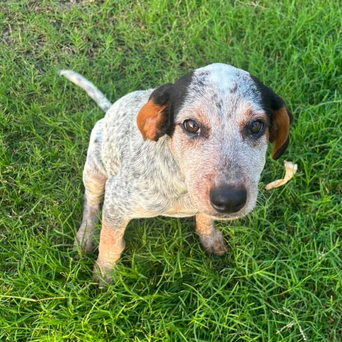 Dewey, a Adoptable mixed breed in Kennewick, WA image 1/6