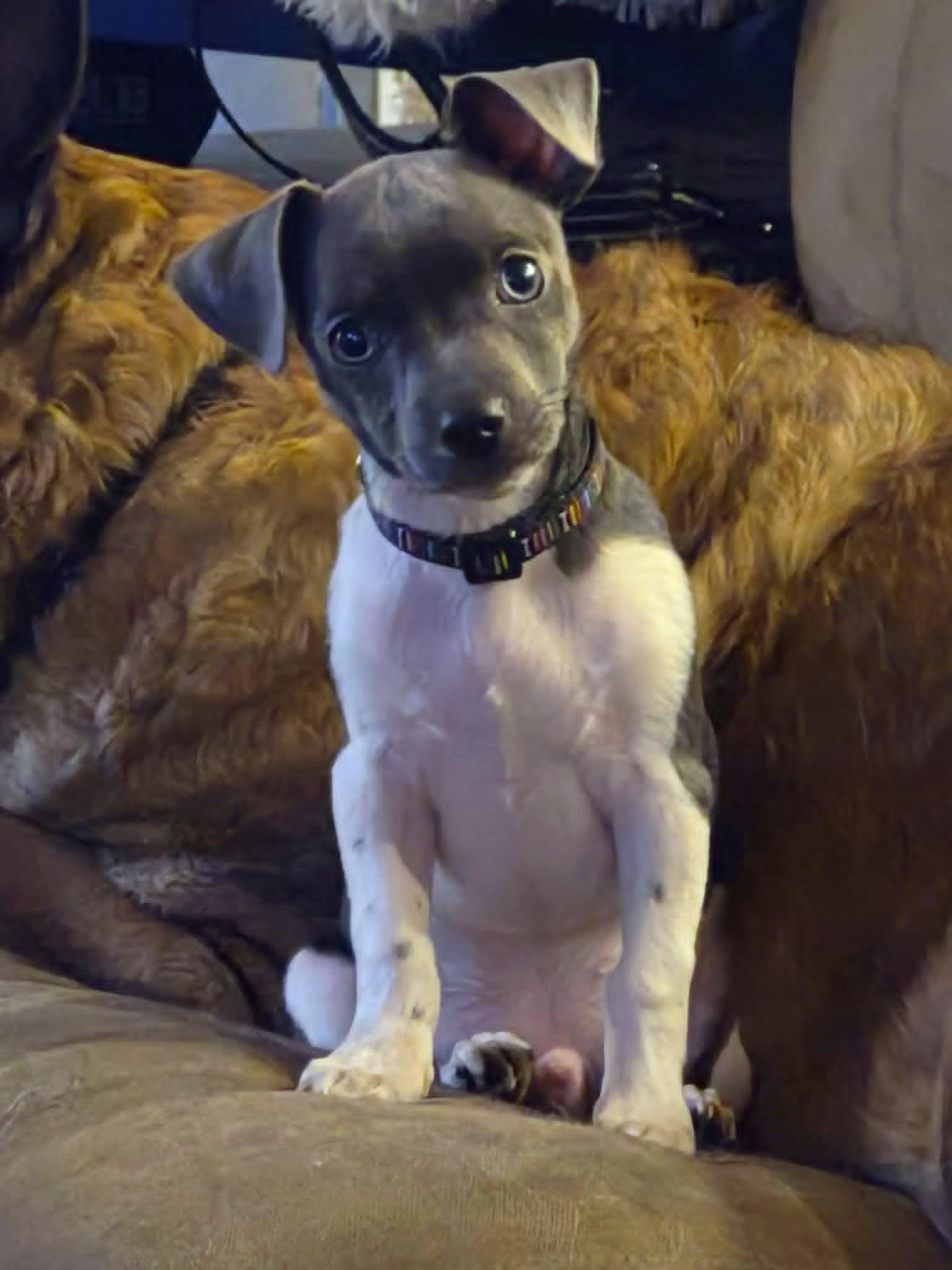 Enlarge Diesel, a ADOPTABLE mixed breed in Yuba City, CA image 1/2