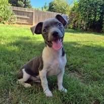 Enlarge Diesel, a ADOPTABLE mixed breed in Yuba City, CA image 2/2