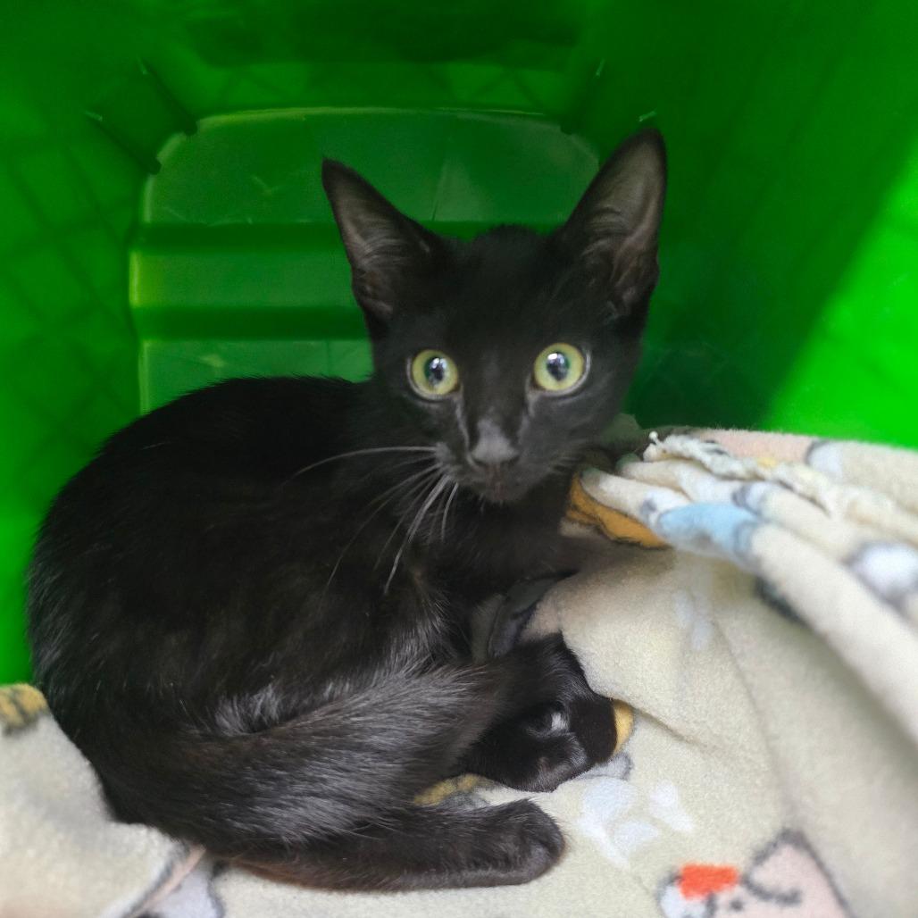 Caitlyn, Adoptable, Kitten Female Domestic Short Hair.
