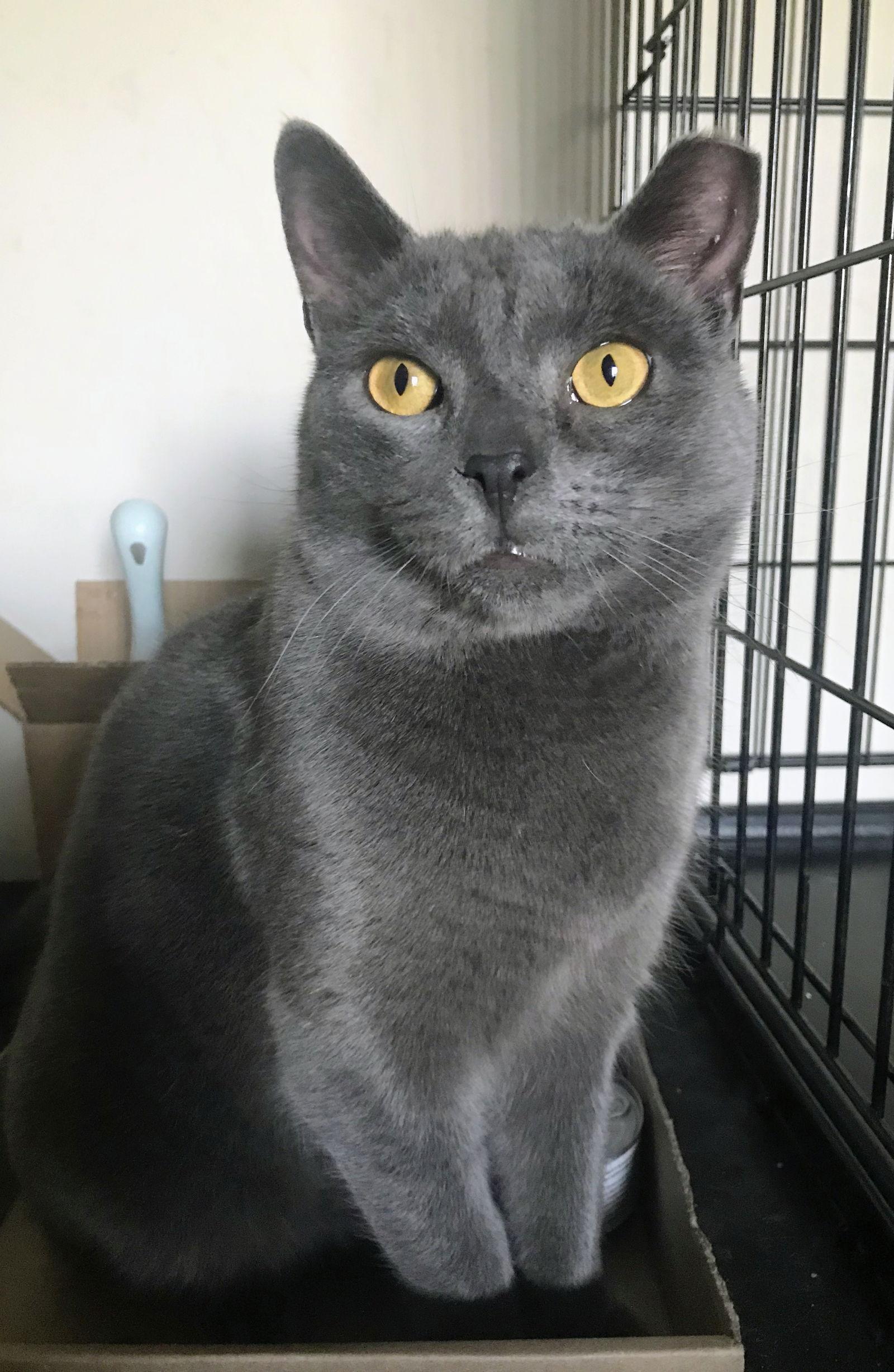 Enlarge Grayson, a Adoptable mixed breed in Allentown, PA image 1/1