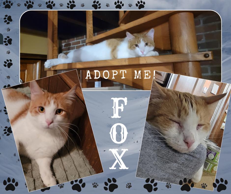 Enlarge FOX, a Adoptable American Shorthair in Paris, IL image 1/1