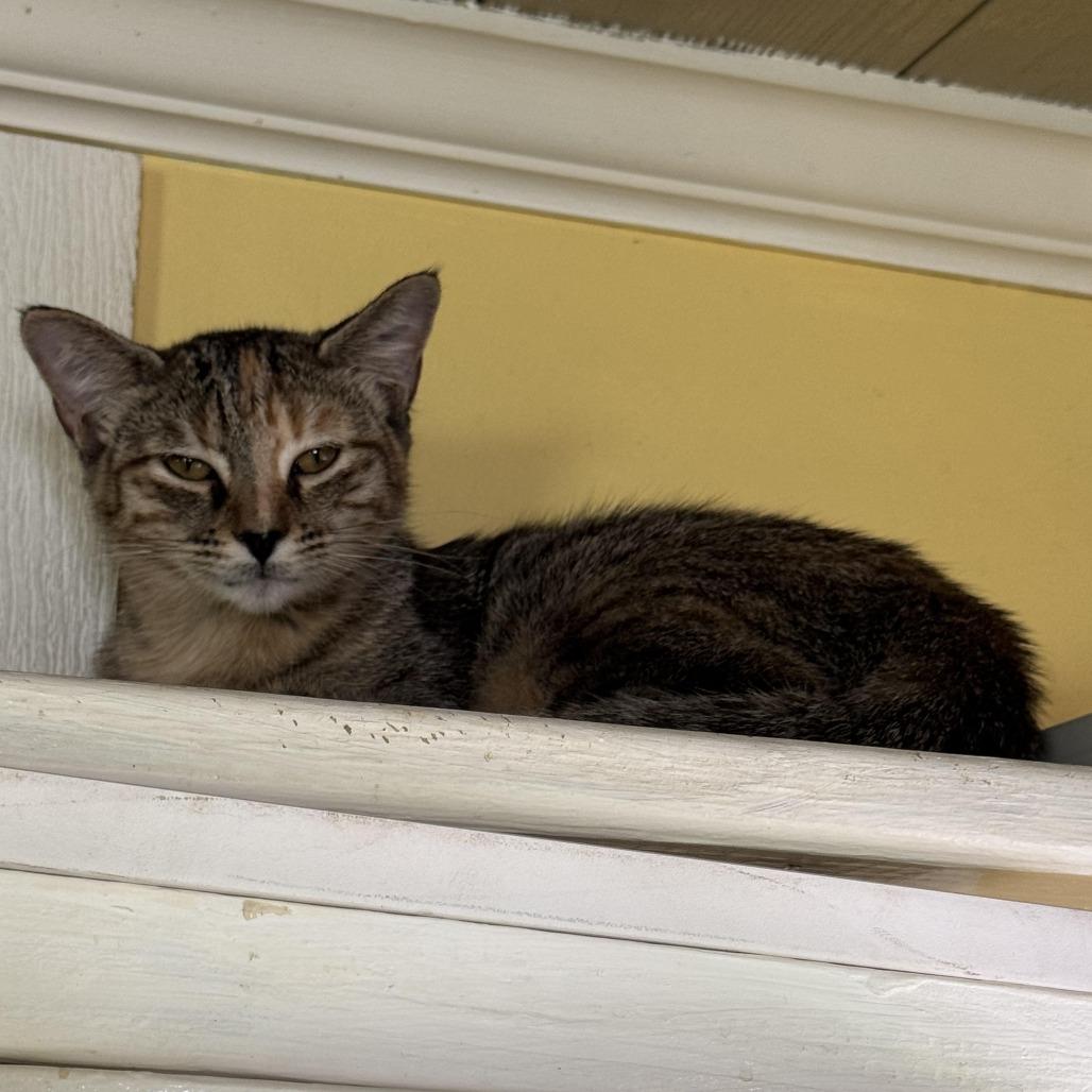 Promotion, Adoptable, Kitten Female Domestic Short Hair.