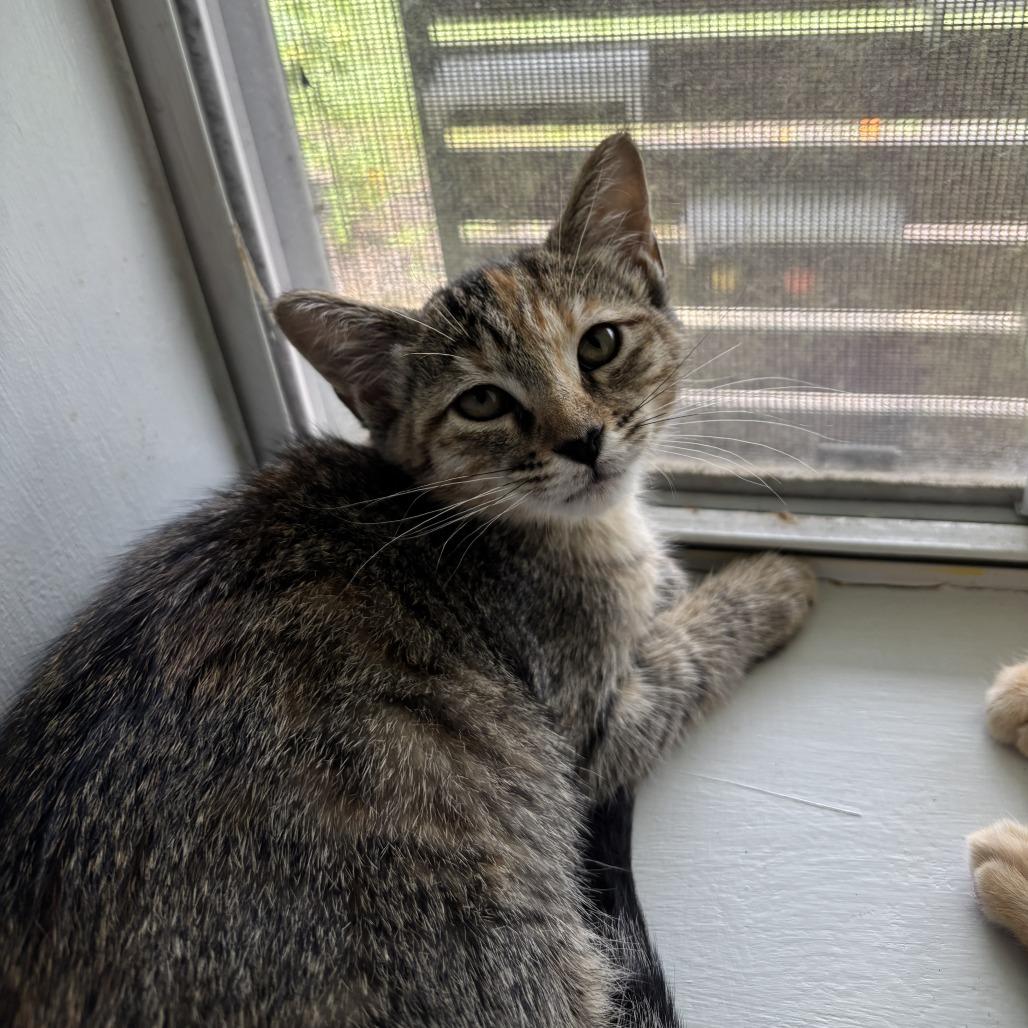 Enlarge Promotion, a Adoptable Domestic Short Hair in Carencro, LA image 1/1