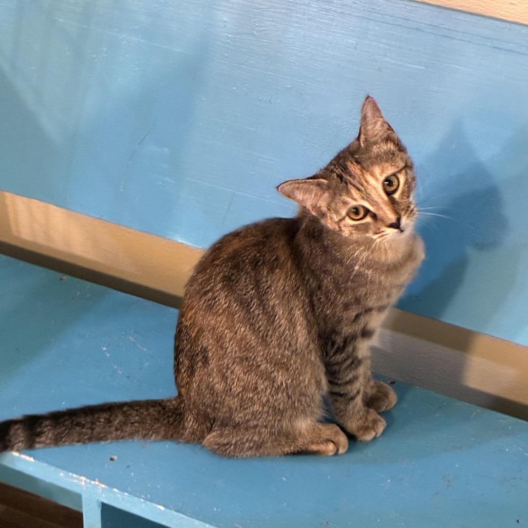 Enlarge Promotion, a Adoptable Domestic Short Hair in Carencro, LA image 3/4
