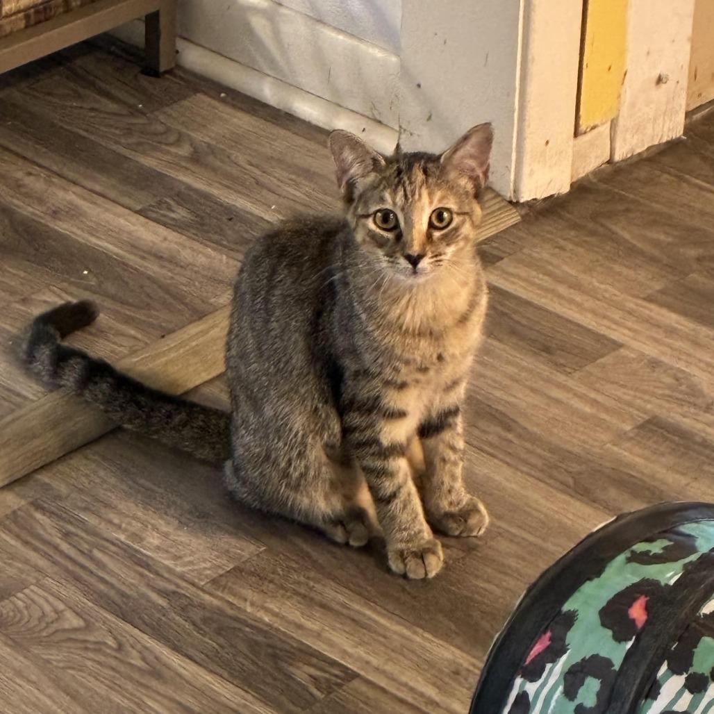 Enlarge Promotion, a Adoptable Domestic Short Hair in Carencro, LA image 4/4
