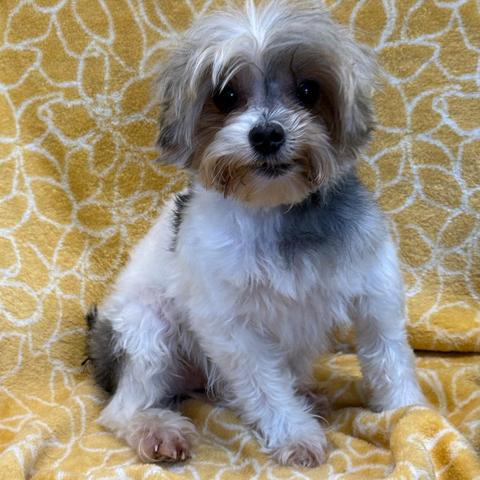 Enlarge Apollo, a ADOPTABLE Yorkshire Terrier in Anderson, SC image 2/3