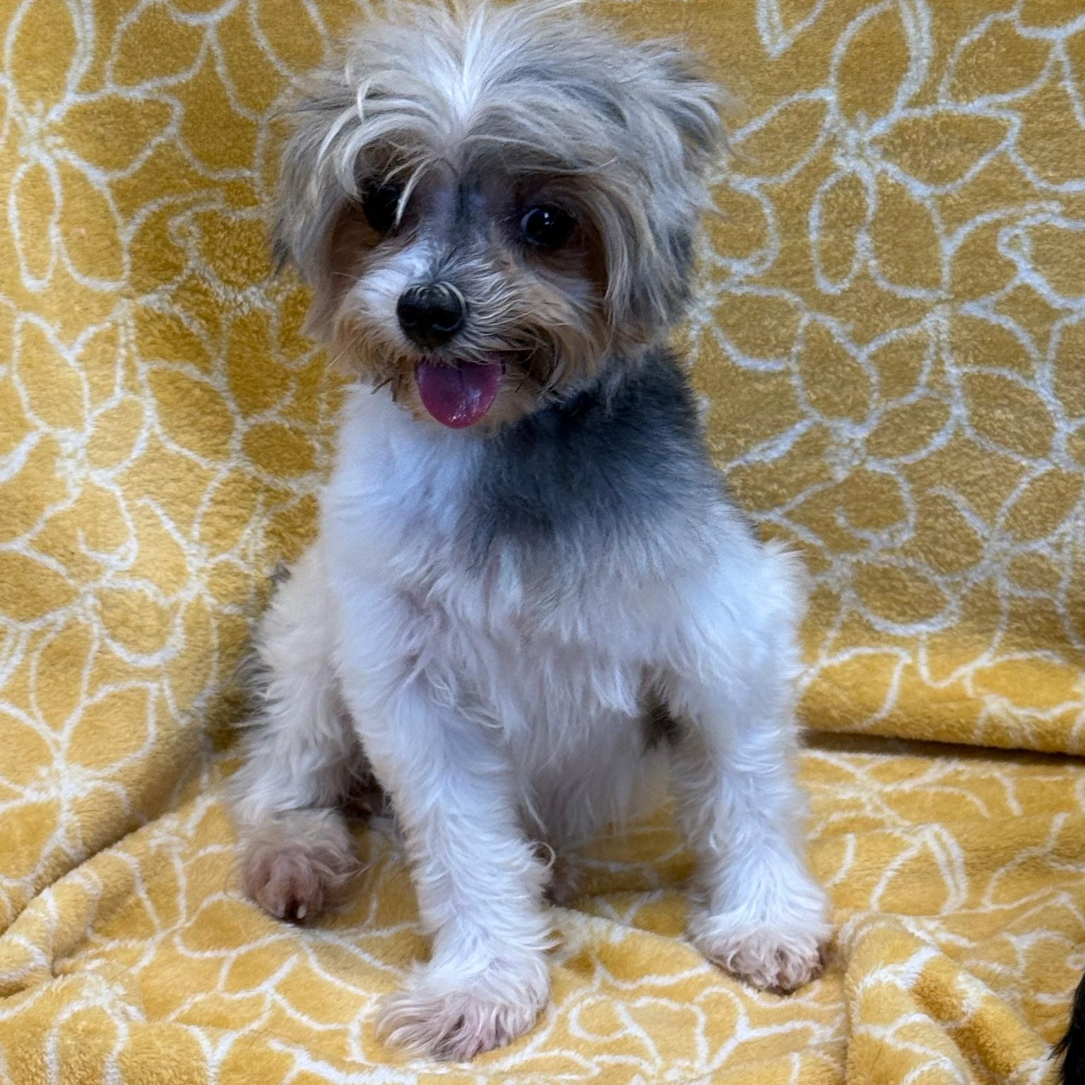 Enlarge Apollo, a ADOPTABLE Yorkshire Terrier in Anderson, SC image 1/3