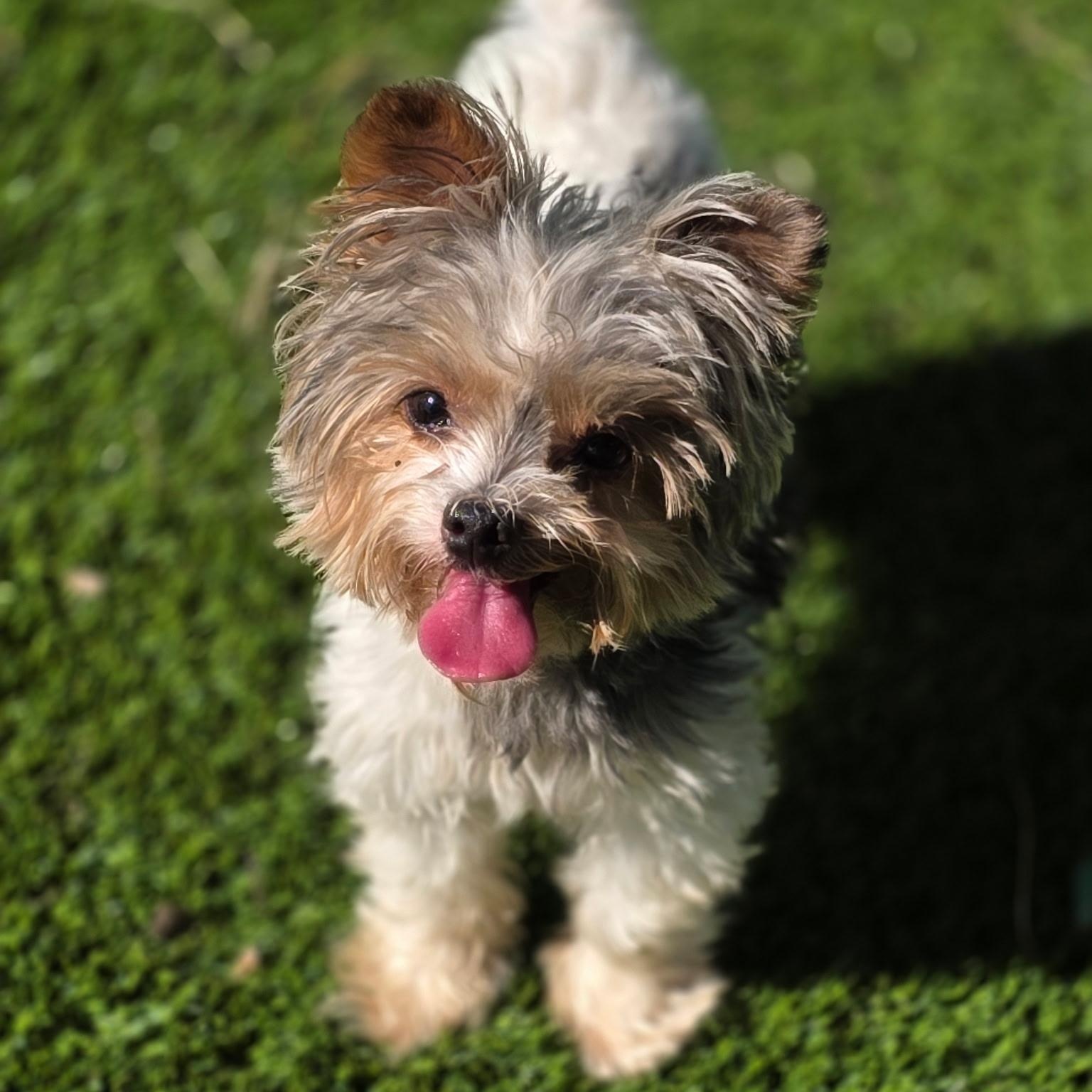 Apollo, ADOPTABLE, Adult Male Yorkshire Terrier.