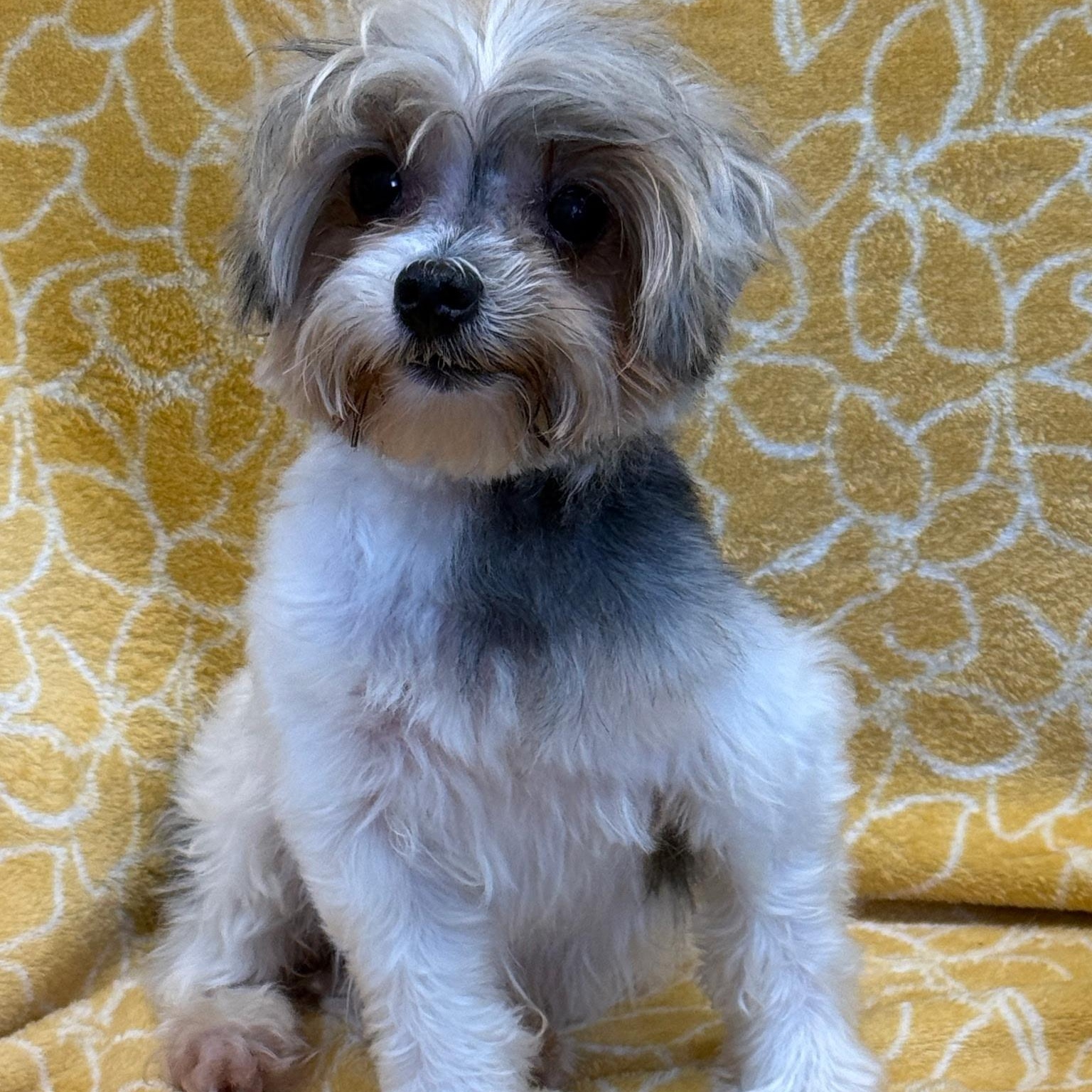 Enlarge Apollo, a ADOPTABLE Yorkshire Terrier in Anderson, SC image 3/3