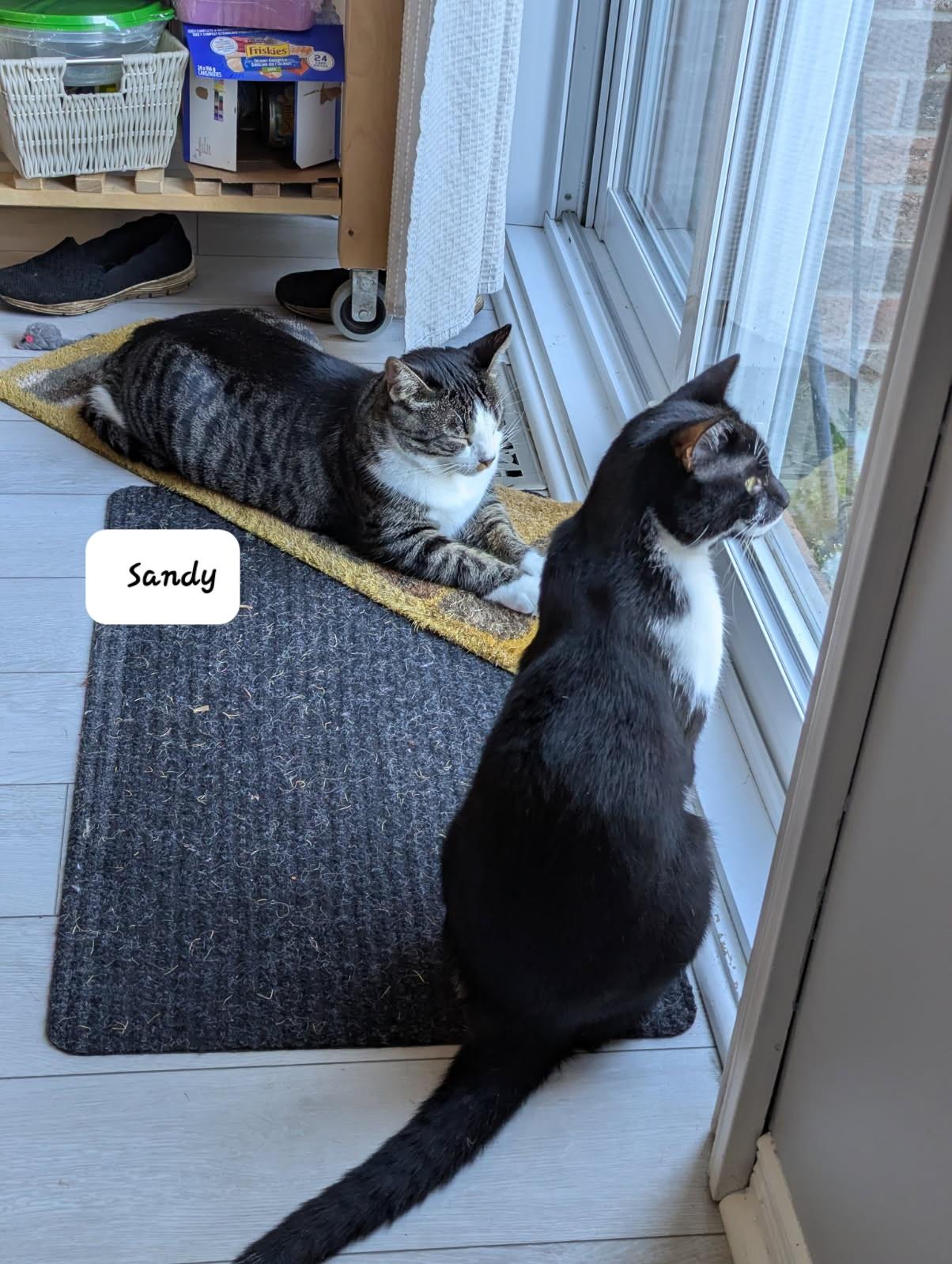 Enlarge Sandy (m) 2yrs old  Tabby/ white, a Adoptable Domestic Short Hair in Ottawa, ON image 3/6