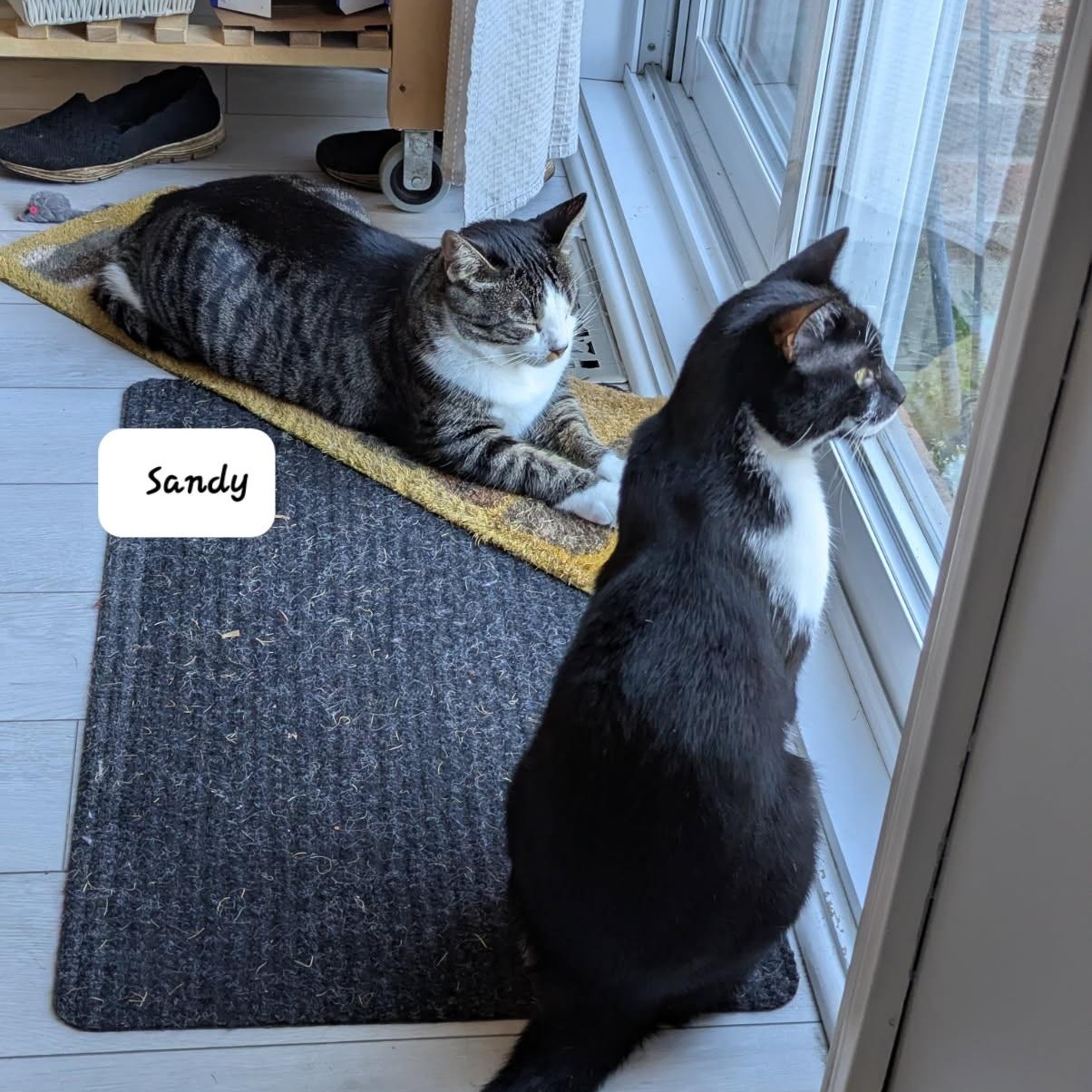 Enlarge Sandy (m) 2yrs old  Tabby/ white, a Adoptable Domestic Short Hair in Ottawa, ON image 4/6