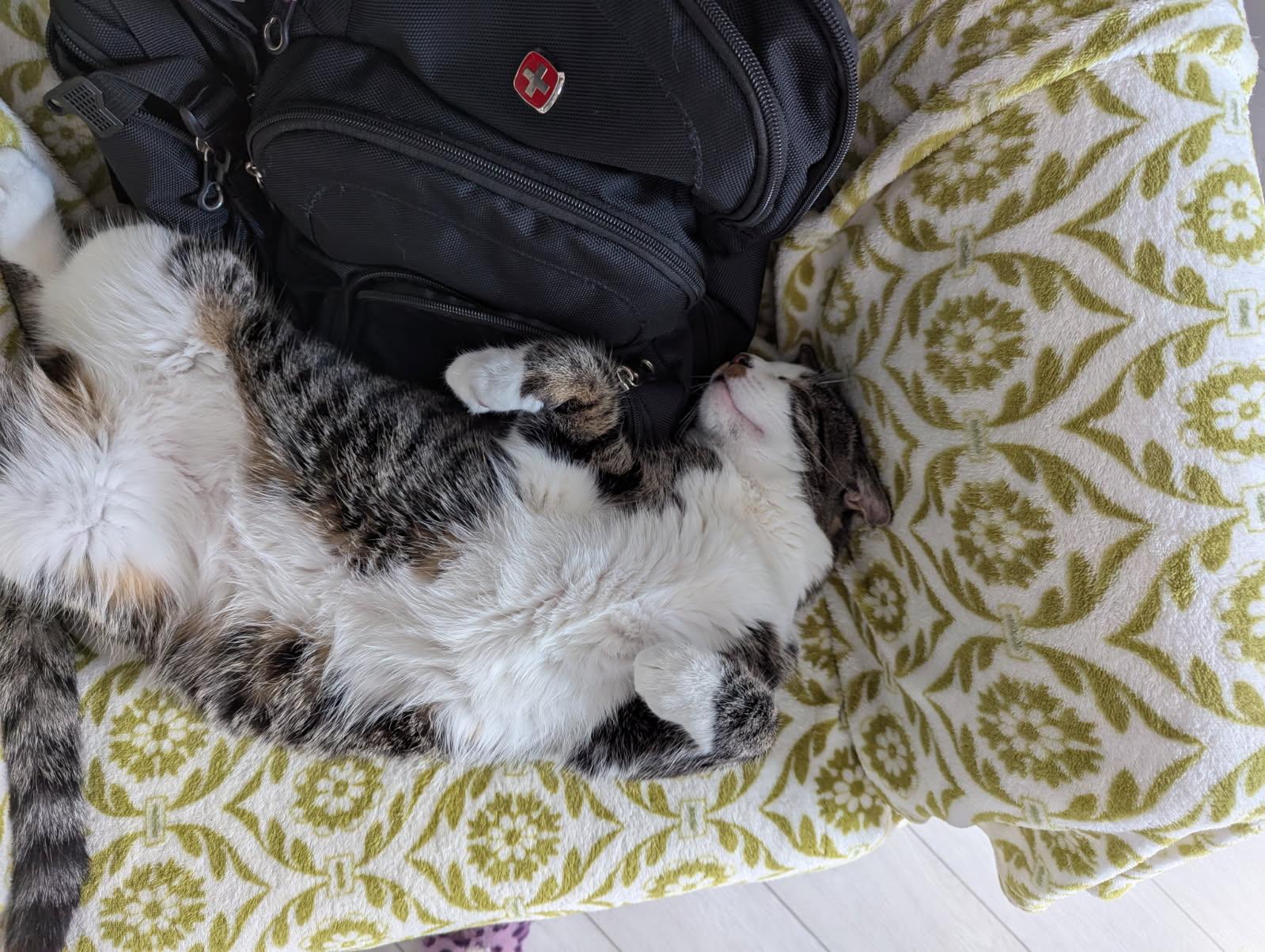 Sandy (m) 2yrs old  Tabby/ white