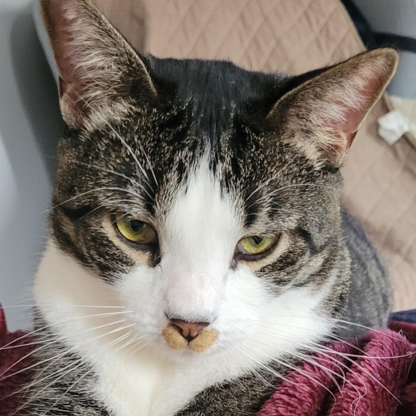 Enlarge Sandy (m) 2yrs old  Tabby/ white, a Adoptable Domestic Short Hair in Ottawa, ON image 1/6