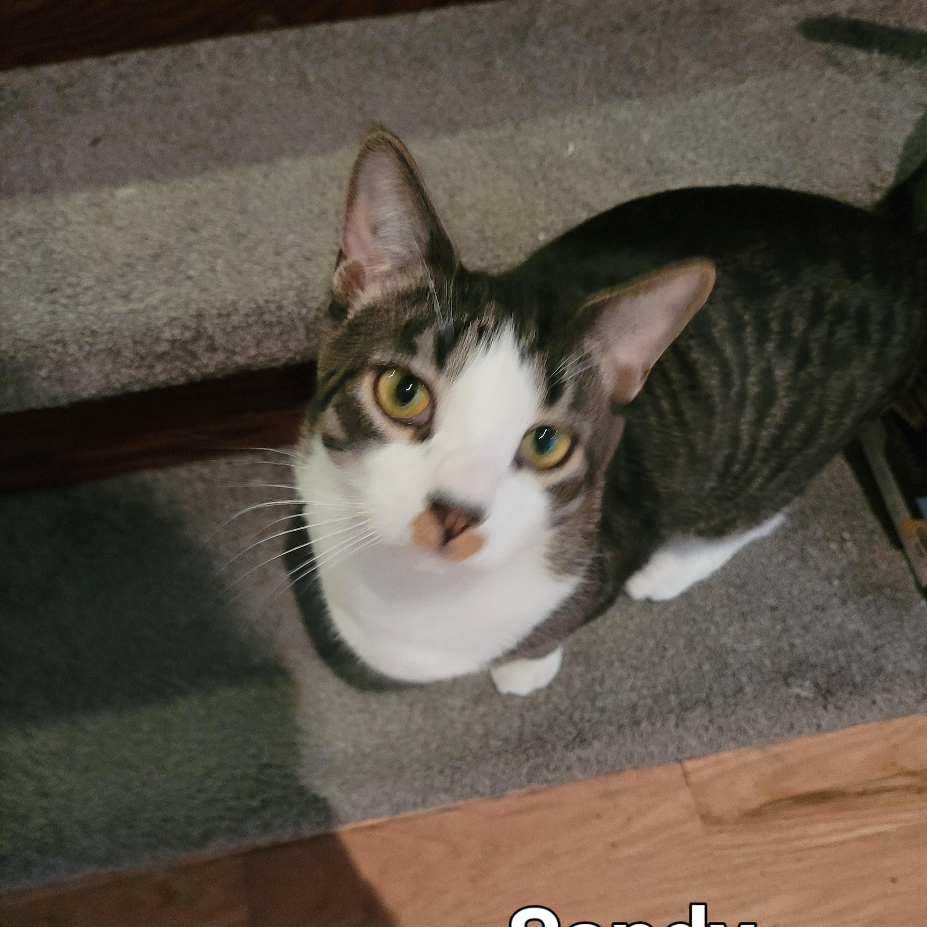 Enlarge Sandy (m) 2yrs old  Tabby/ white, a Adoptable Domestic Short Hair in Ottawa, ON image 3/6