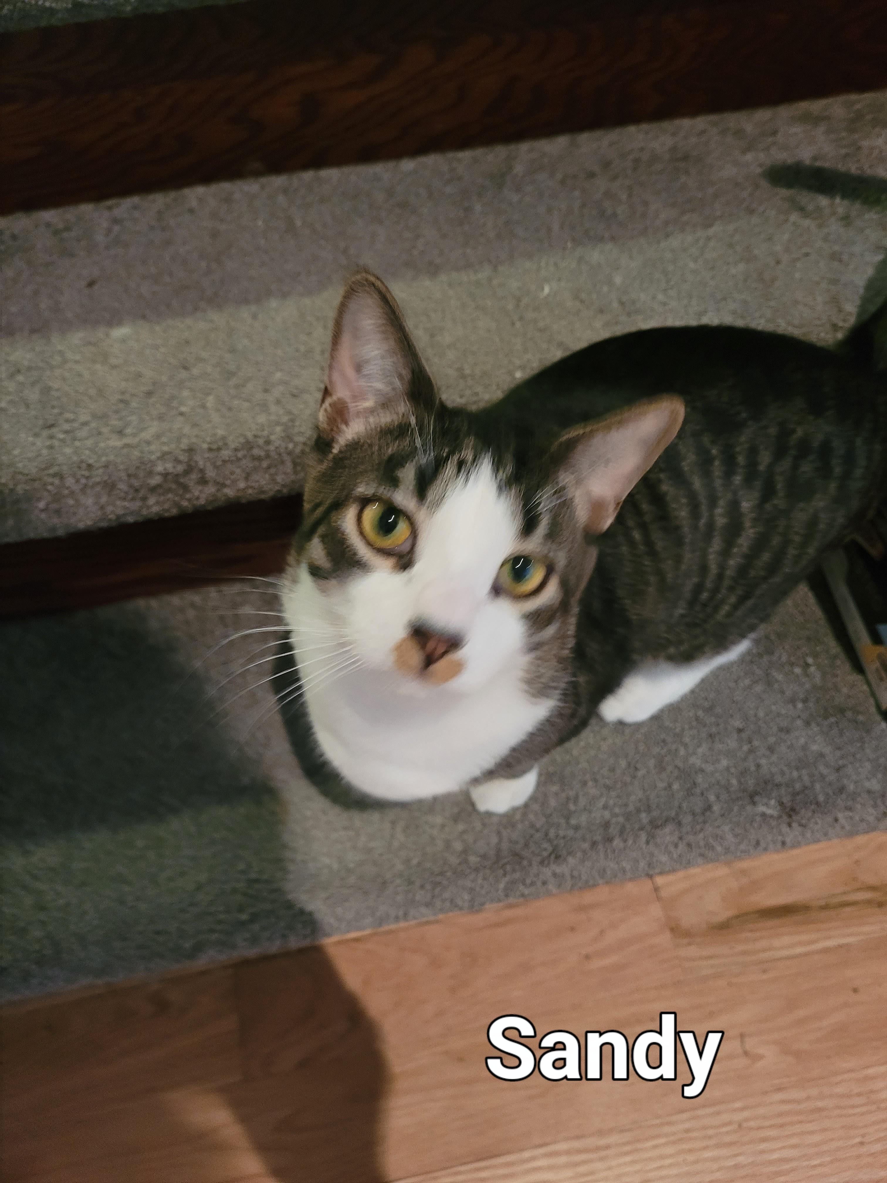 Enlarge Sandy (m) 2yrs old  Tabby/ white, a Adoptable Domestic Short Hair in Ottawa, ON image 2/6