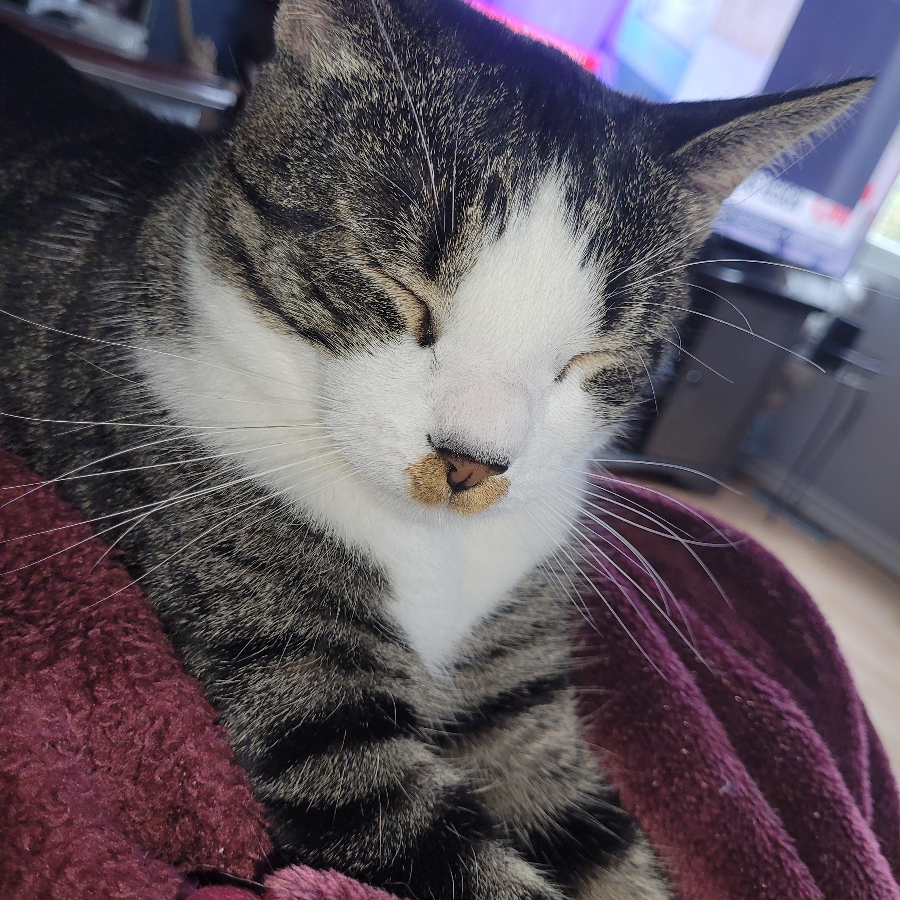 Enlarge Sandy (m) 2yrs old  Tabby/ white, a Adoptable Domestic Short Hair in Ottawa, ON image 6/6