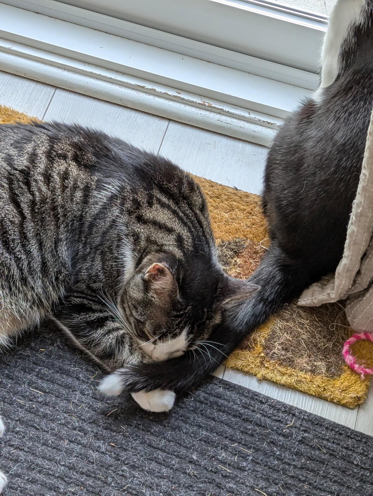 Sandy (m) 2yrs old  Tabby/ white