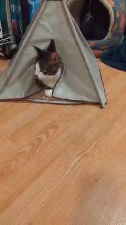 Enlarge Sandy (m) 2yrs old  Tabby/ white, a Adoptable Domestic Short Hair in Ottawa, ON video 5/6