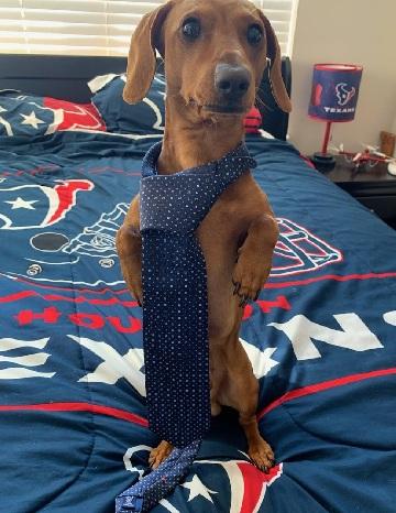Enlarge JOSHUA, a ADOPTABLE Dachshund in Georgetown, KY image 3/4