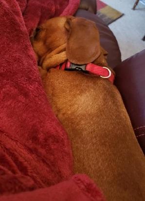 Enlarge JOSHUA, a ADOPTABLE Dachshund in Georgetown, KY image 4/4