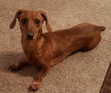 Enlarge JOSHUA, a ADOPTABLE Dachshund in Georgetown, KY image 2/4