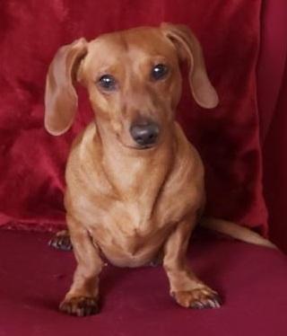 Enlarge JOSHUA, a ADOPTABLE Dachshund in Georgetown, KY image 1/4