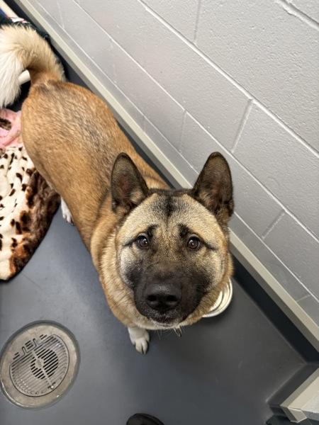 Ahsoka, Adoptable, Adult Female Akita.