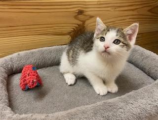 Enlarge Little Bit of Delight, an adopted Tabby in Southern Pines, NC image 3/6