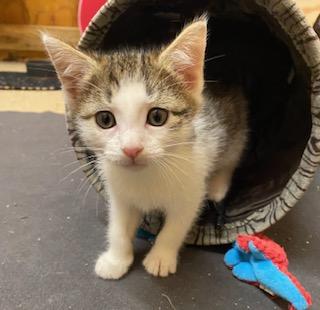 Enlarge Little Bit of Delight, an adopted Tabby in Southern Pines, NC image 6/6