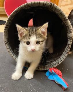 Enlarge Little Bit of Delight, an adopted Tabby in Southern Pines, NC image 2/6