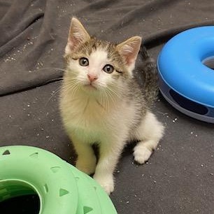 Enlarge Little Bit of Delight, an adopted Tabby in Southern Pines, NC image 1/6