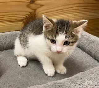 Enlarge Little Bit of Delight, an adopted Tabby in Southern Pines, NC image 5/6