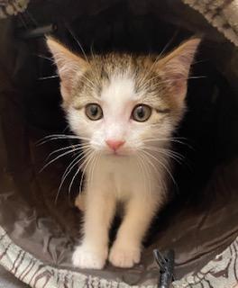 Enlarge Little Bit of Delight, an adopted Tabby in Southern Pines, NC image 4/6