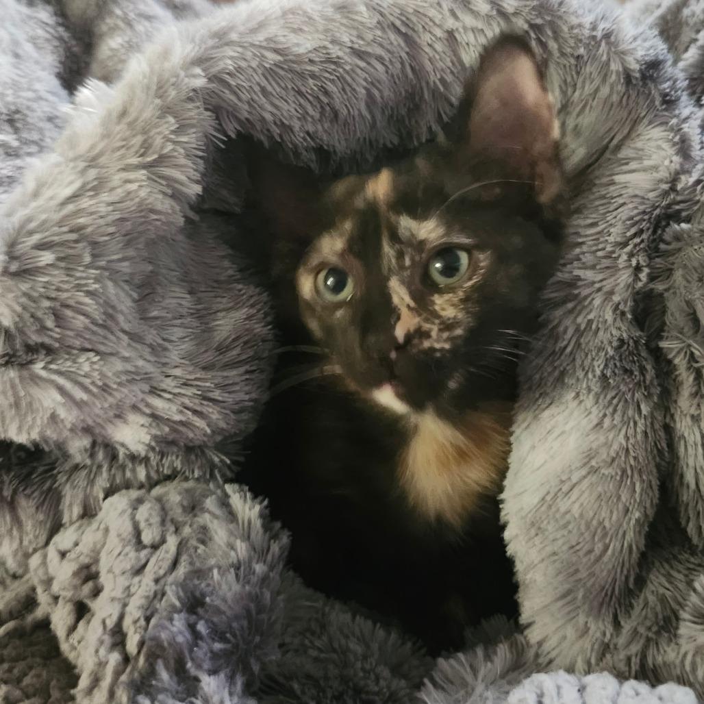 Fawn Jo-AR, a Adoptable Domestic Short Hair in Tallahassee, FL image 2/5