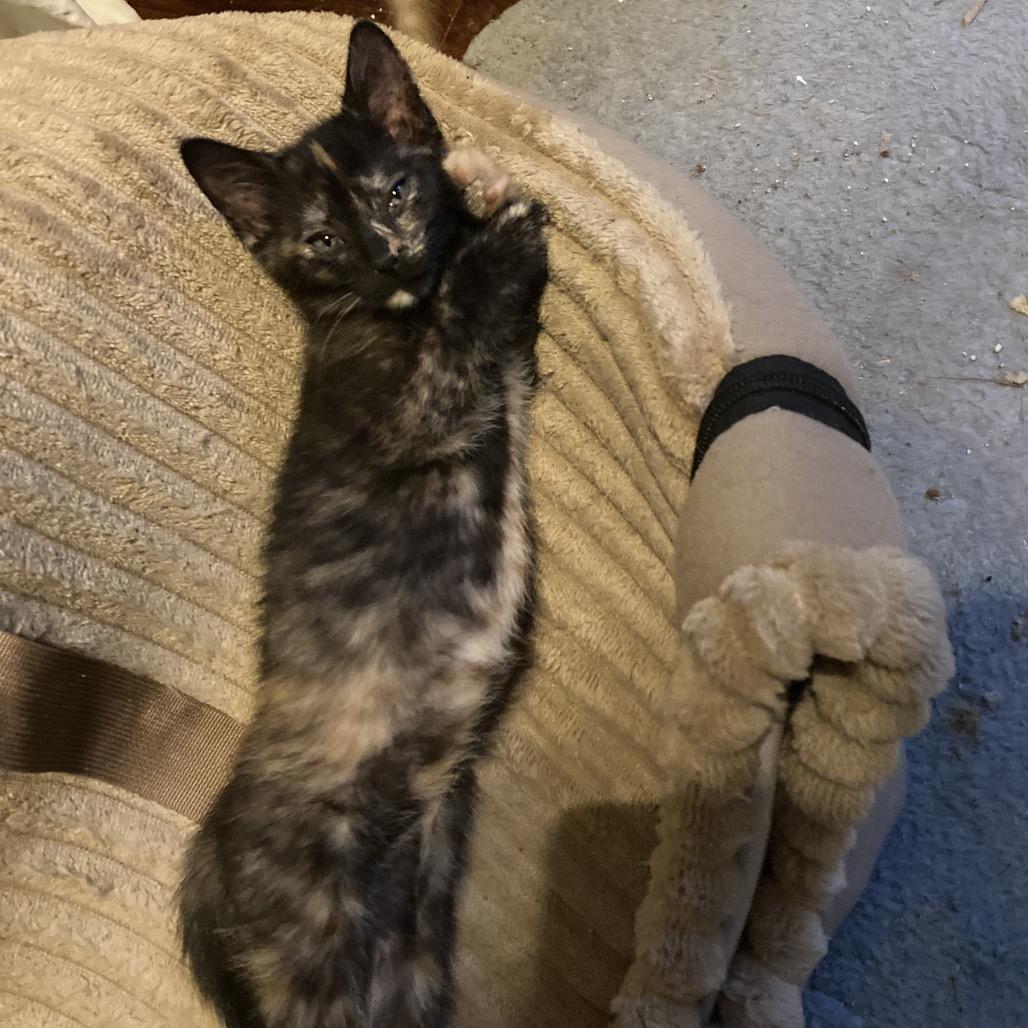 Fawn Jo-AR, a Adoptable Domestic Short Hair in Tallahassee, FL image 3/5