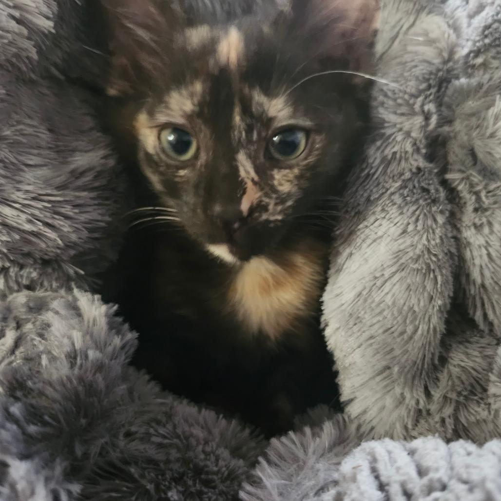 Fawn Jo-AR, a Adoptable Domestic Short Hair in Tallahassee, FL image 5/5