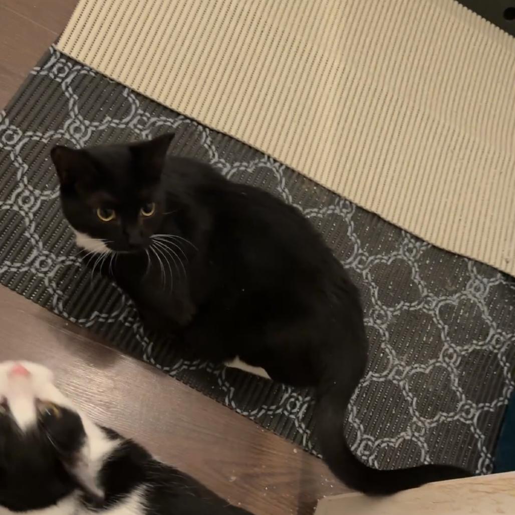 Enlarge Callie, a Adoptable Domestic Short Hair in Hedgesville, WV image 1/6