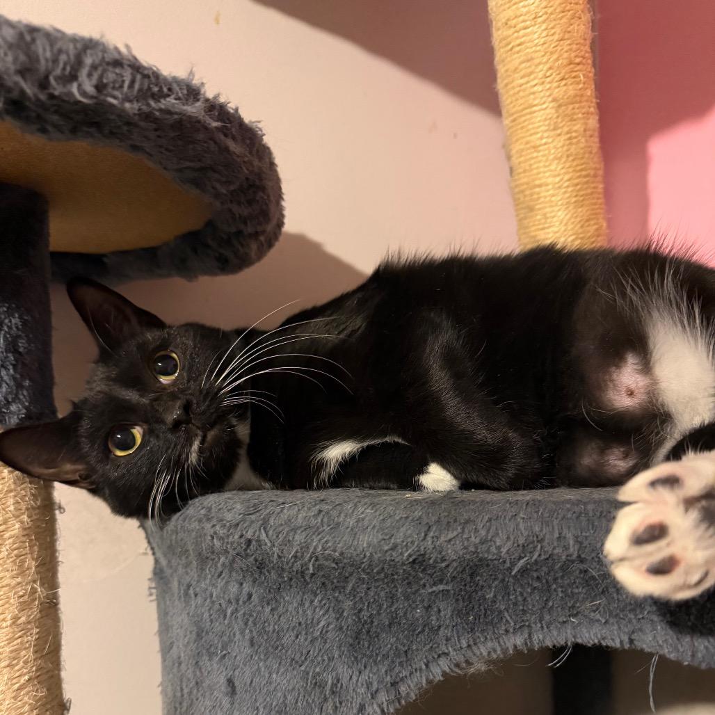 Enlarge Callie, a Adoptable Domestic Short Hair in Hedgesville, WV image 2/6