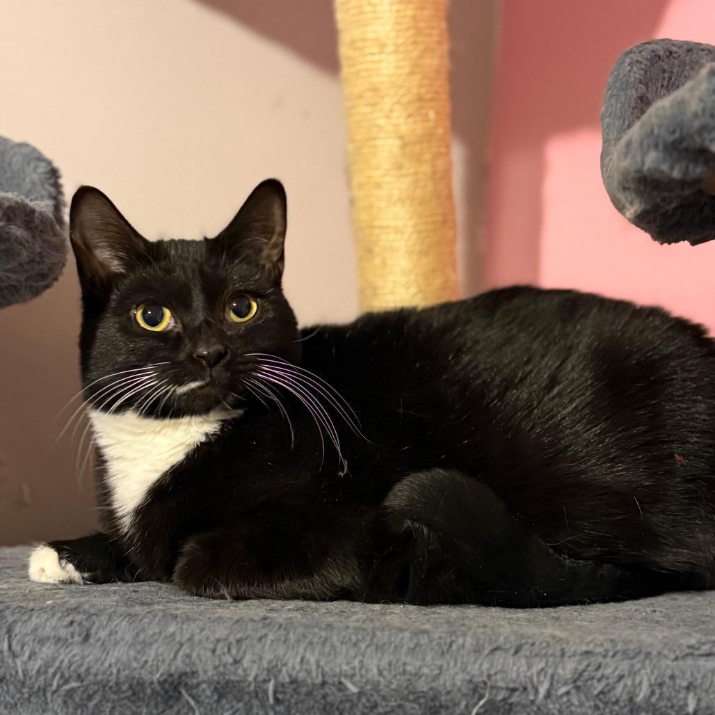 Enlarge Callie, a Adoptable Domestic Short Hair in Hedgesville, WV image 3/6