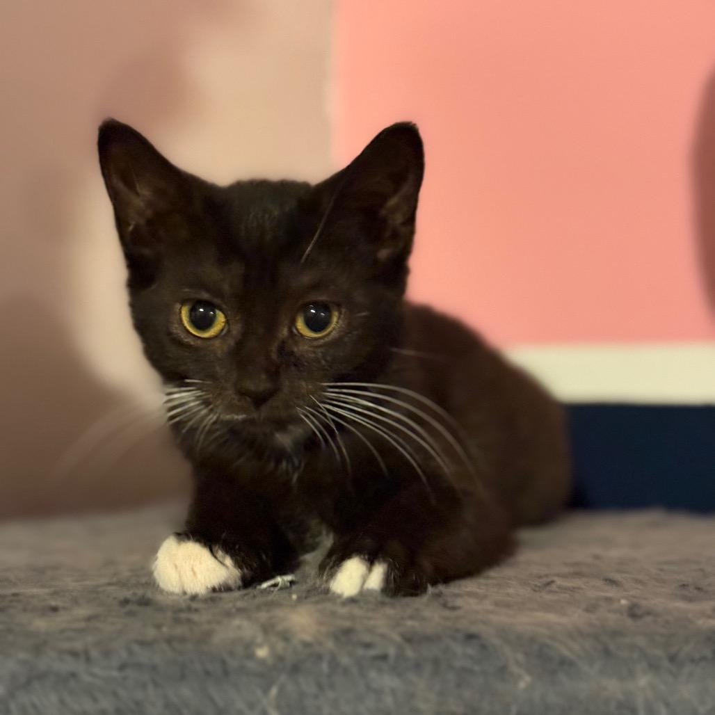 Enlarge Callie, a Adoptable Domestic Short Hair in Hedgesville, WV image 4/6