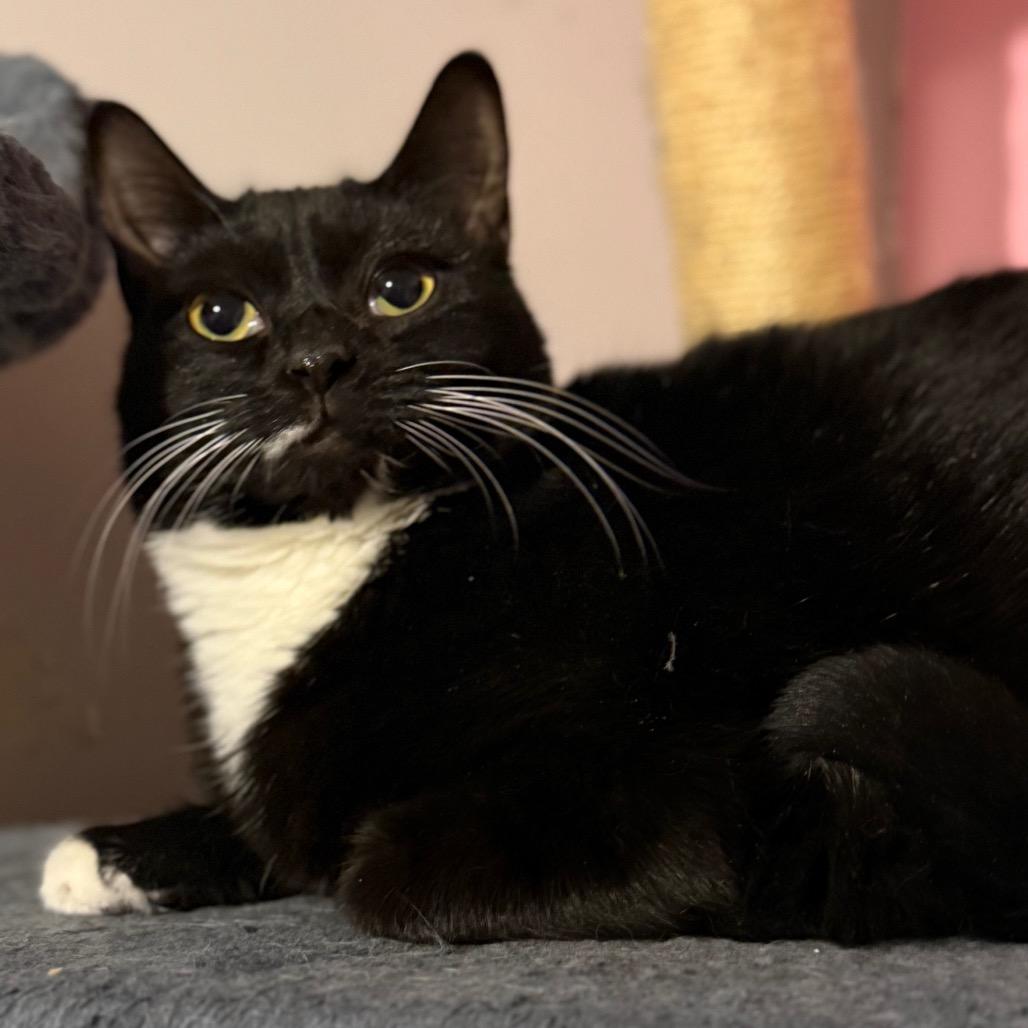 Enlarge Callie, a Adoptable Domestic Short Hair in Hedgesville, WV image 5/6